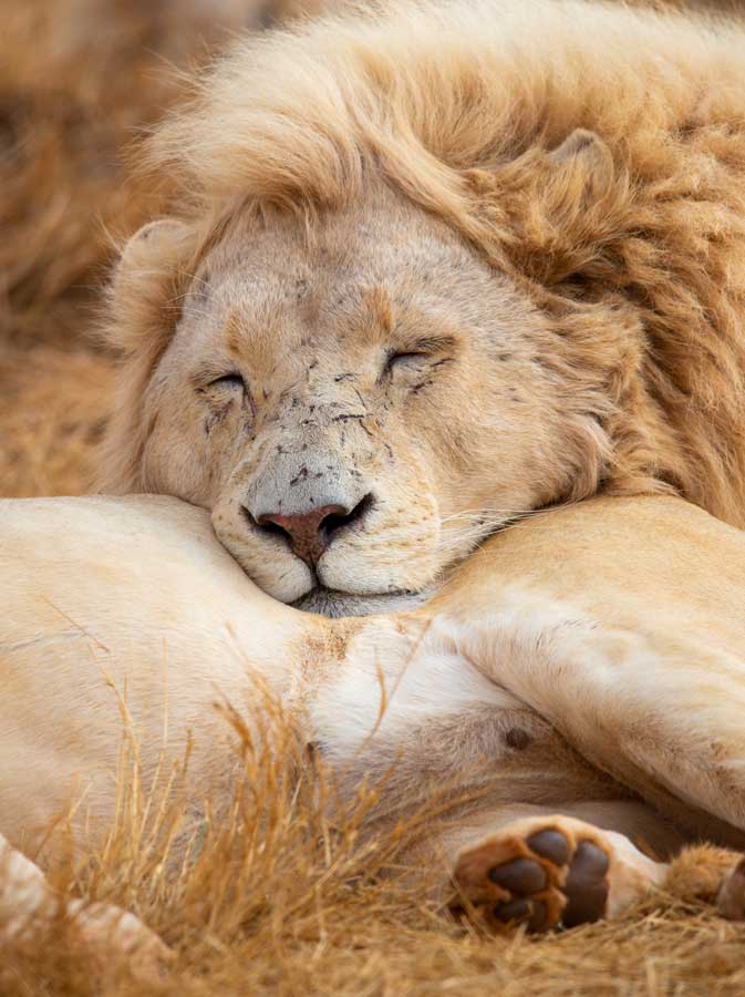 White lion resting on golden grass in South African savanna, showcasing serene wildlife experience.