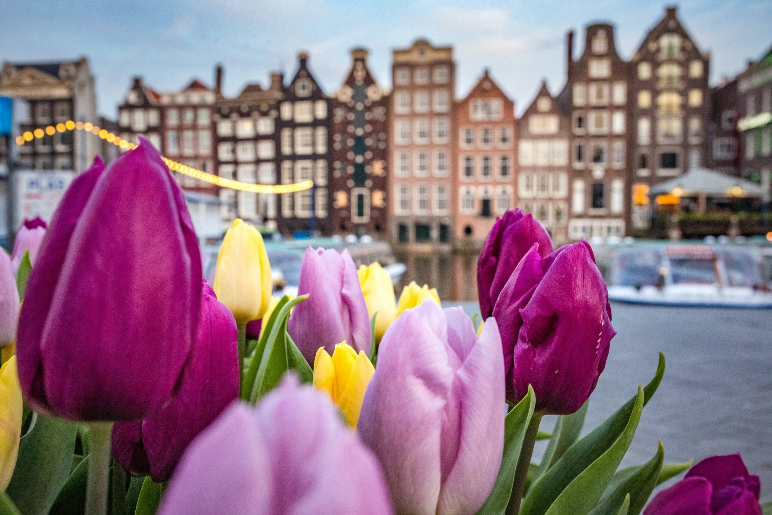Vibrant tulips bloom along a canal with traditional Amsterdam houses in the background at sunset.