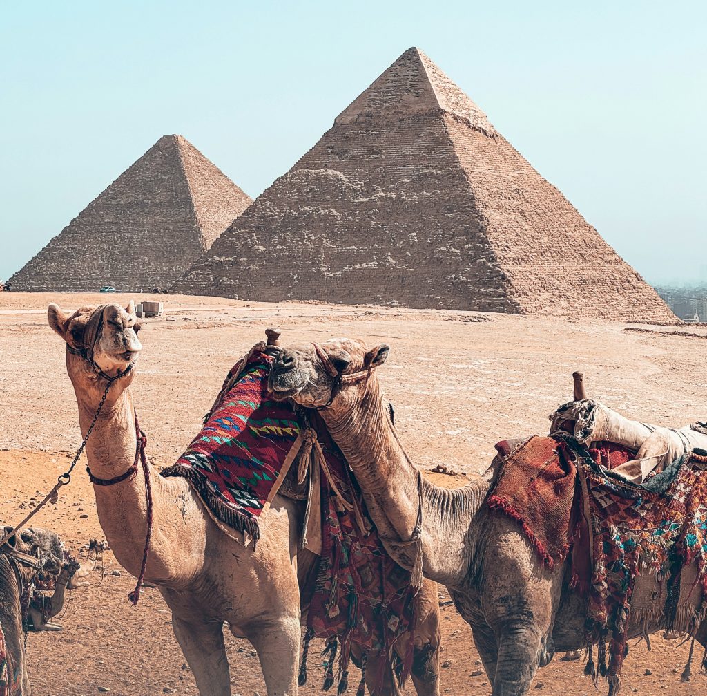 Camels rest before the majestic Pyramids of Giza, Egypt, under a clear blue sky, offering a classic desert adventure.