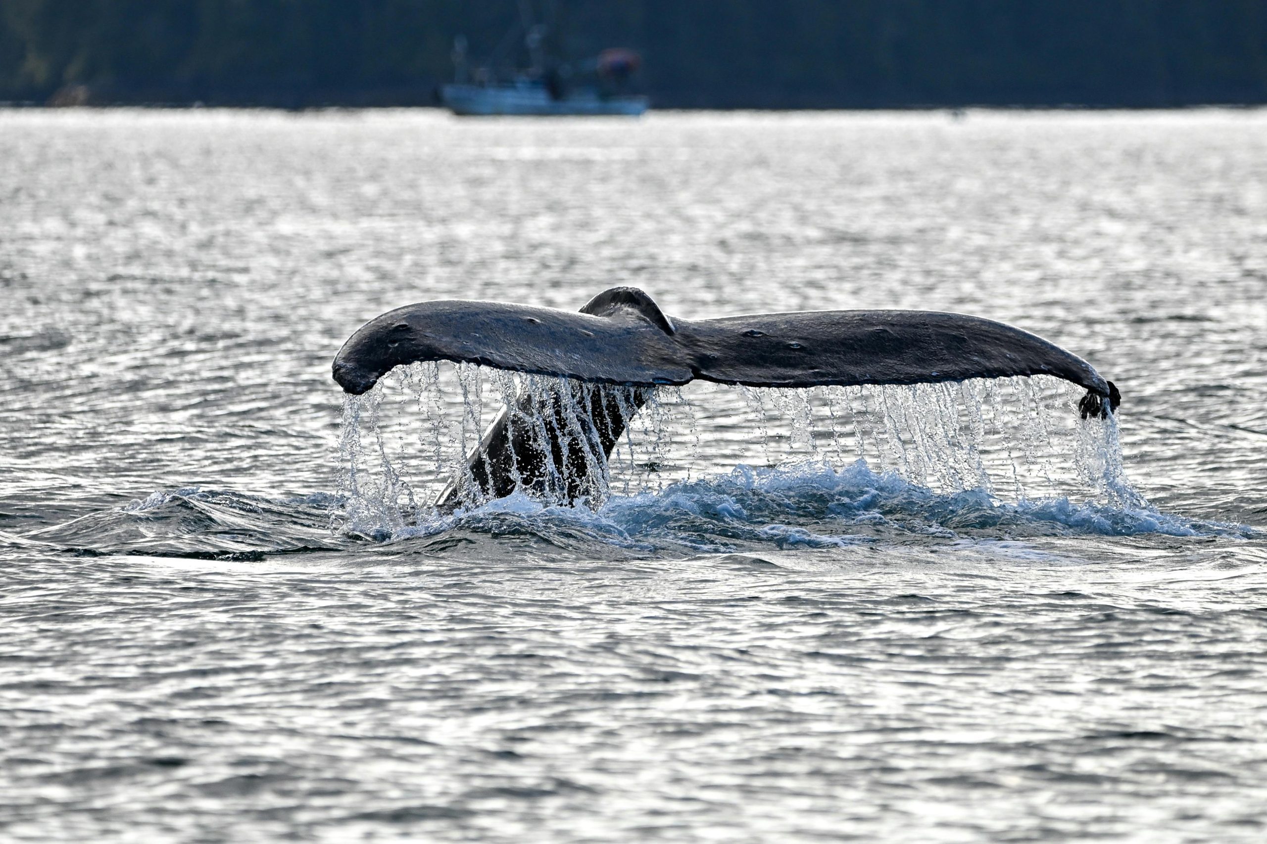 Whale tail emerging from the ocean in Alaskan waters, with a fishing boat in the distance, perfect for wildlife enthusiasts.
